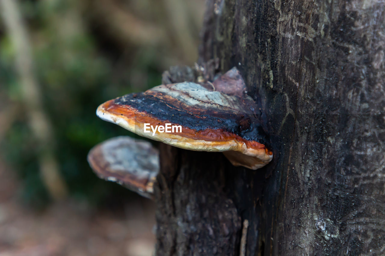 nature, tree, tree trunk, trunk, animal wildlife, plant, animal, wildlife, animal themes, close-up, one animal, no people, forest, day, outdoors, fungus, focus on foreground, mushroom, land, food, plant bark, reptile, macro photography, selective focus, leaf, textured, animal body part