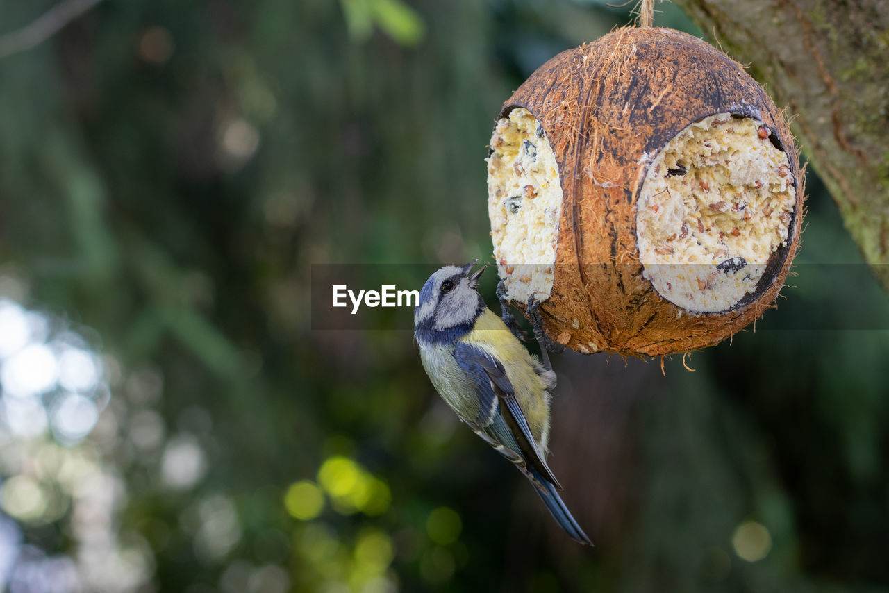 CLOSE-UP OF BIRD PERCHING ON A WOODEN POST