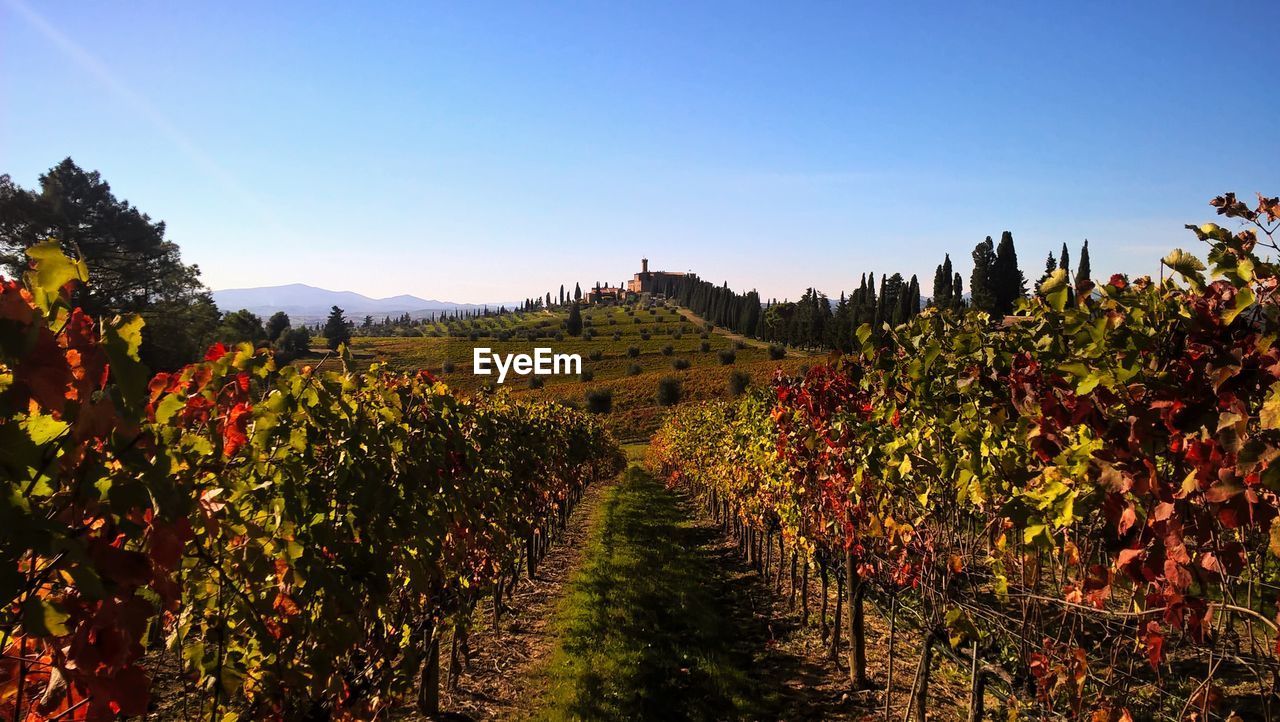 Vineyard against clear sky in tuscany