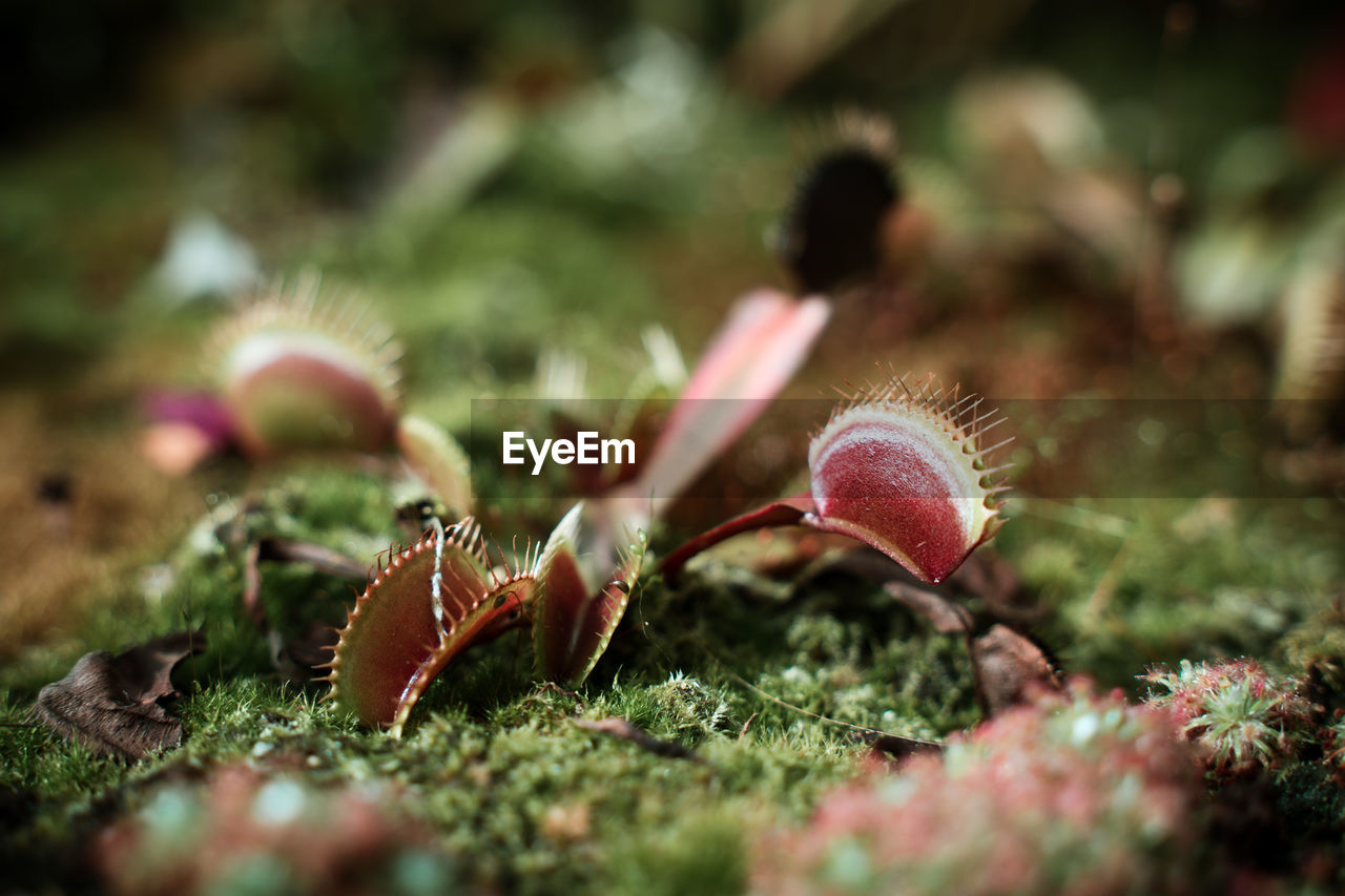 Close-up of carnivorous plant growing on field