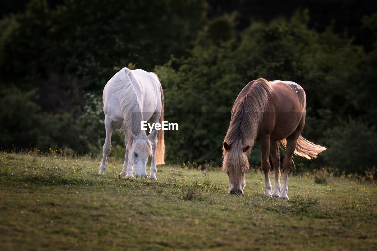 Horses grazing in a field