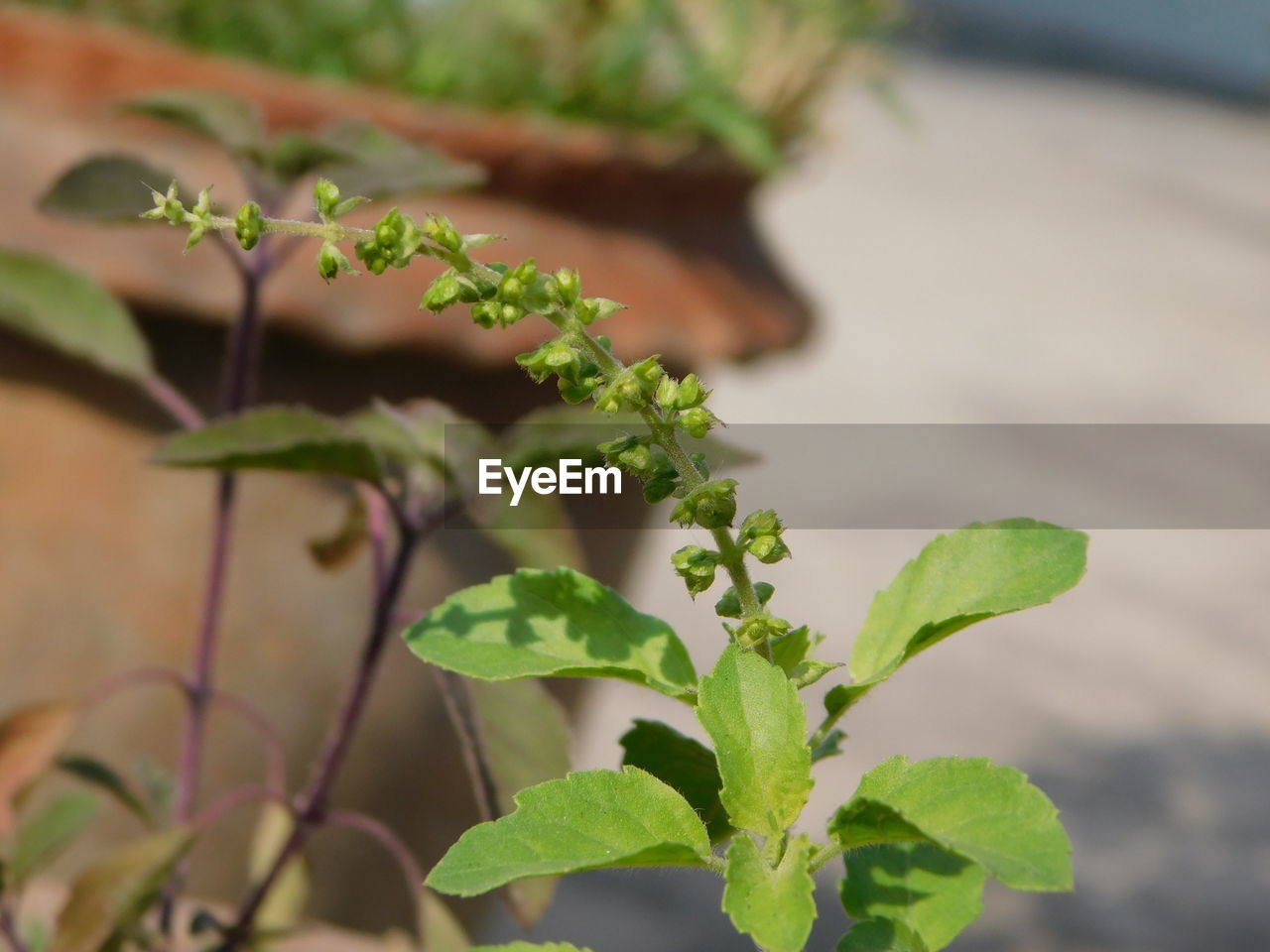 CLOSE-UP OF GREEN PLANT