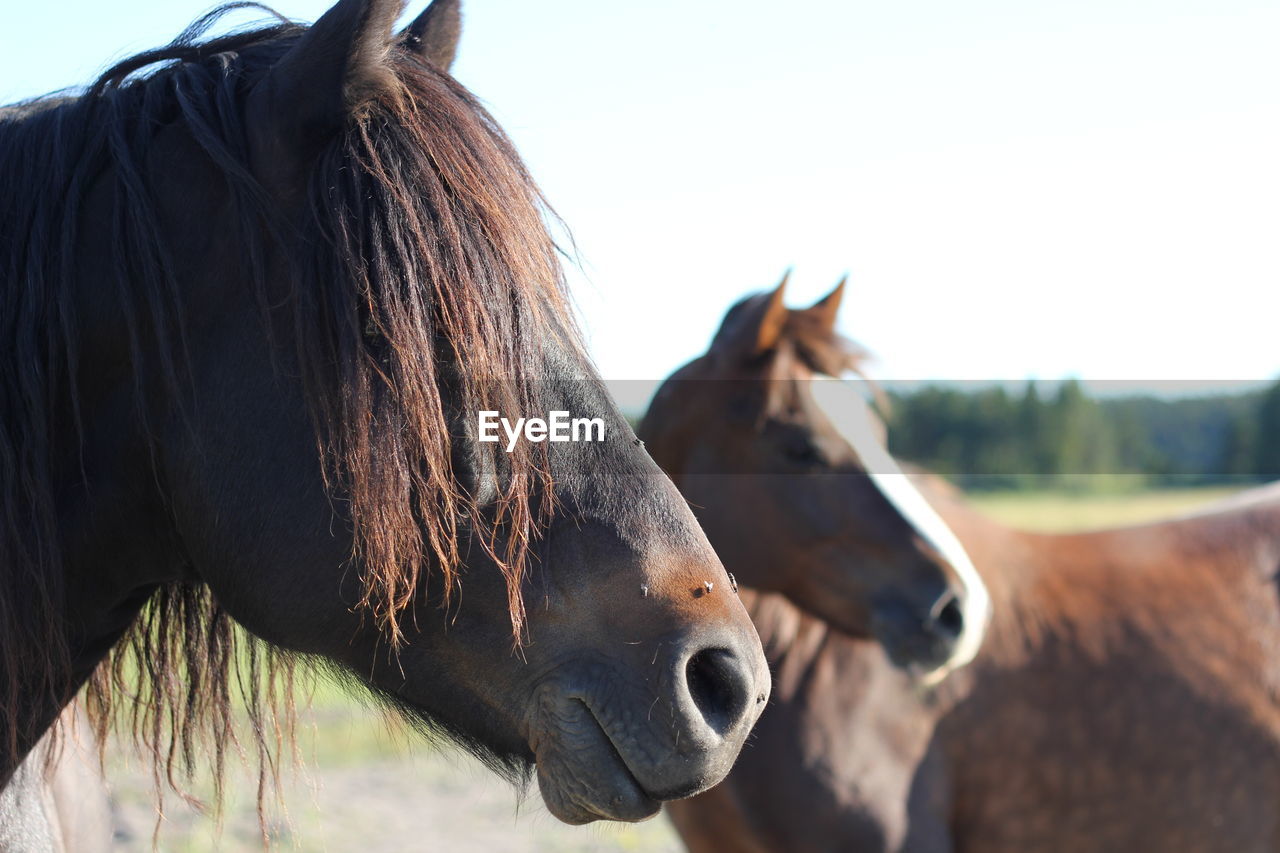 Close-up of horses