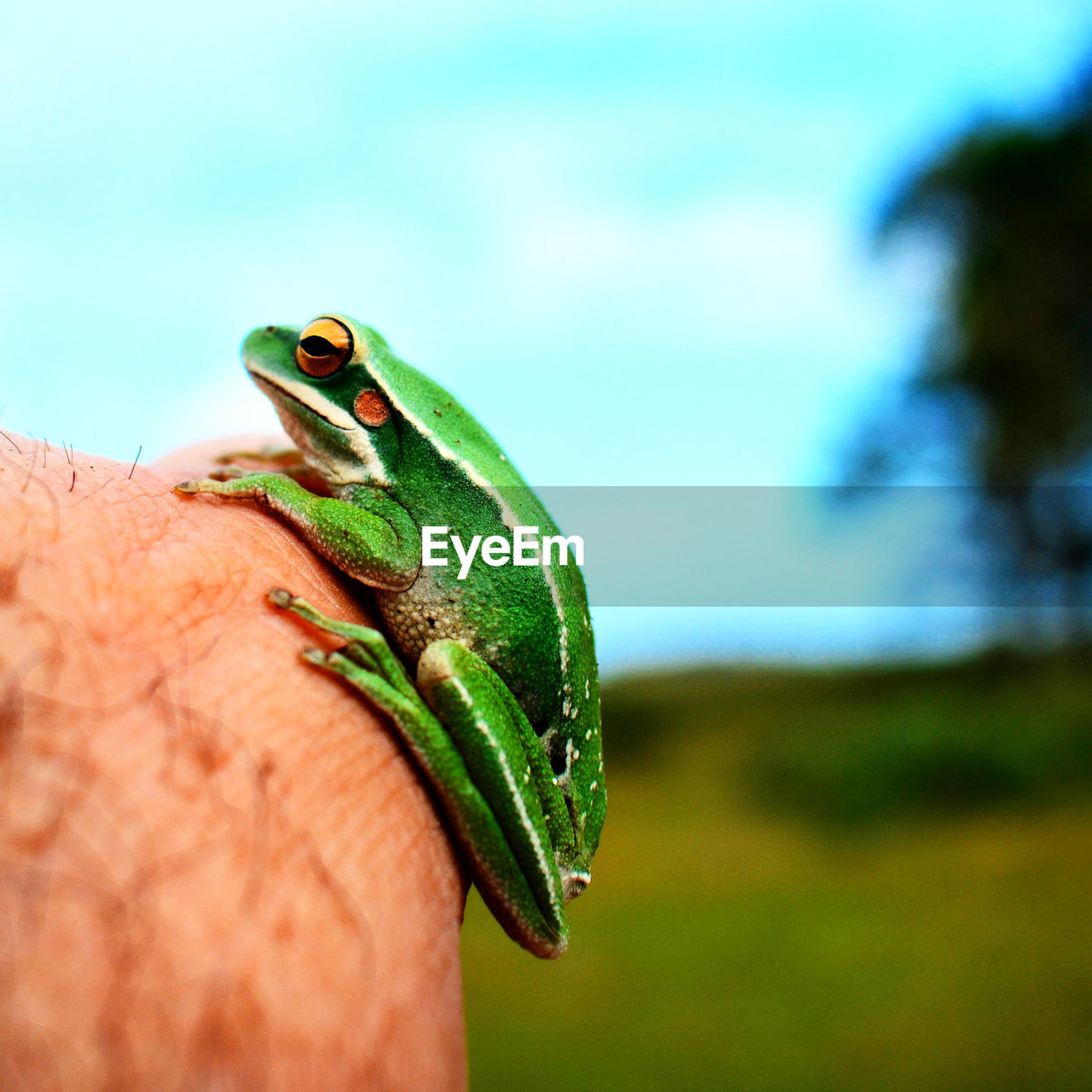 green, animal themes, animal, animal wildlife, one animal, nature, hand, wildlife, frog, reptile, close-up, macro photography, tree frog, amphibian, lizard, day, one person, focus on foreground, outdoors, holding, plant, environment, finger, tree