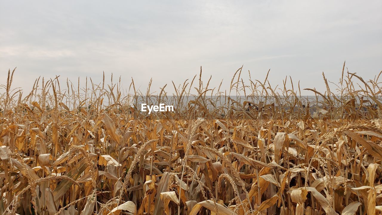 WHEAT FIELD AGAINST SKY