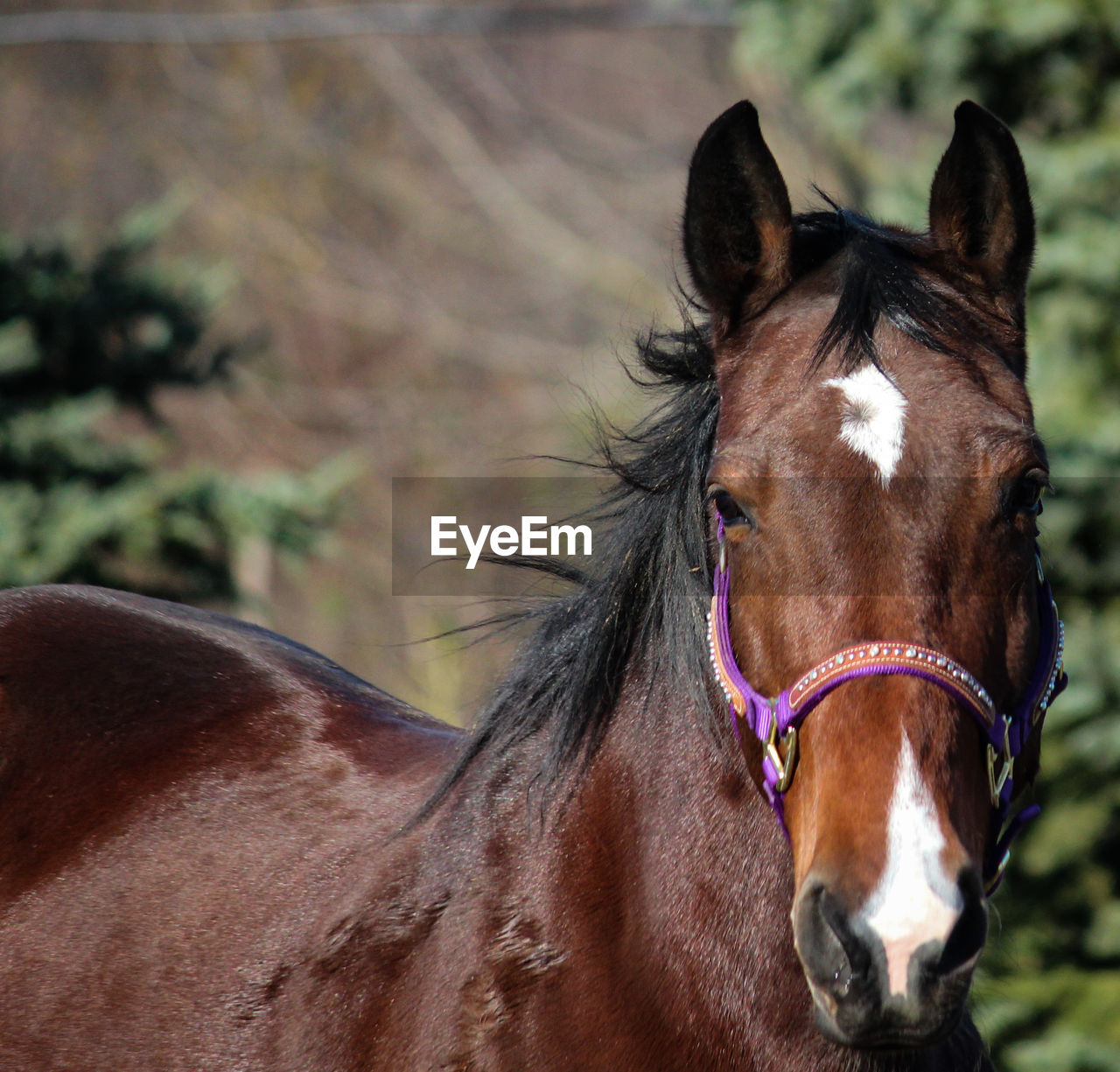 Portrait of horse in ranch