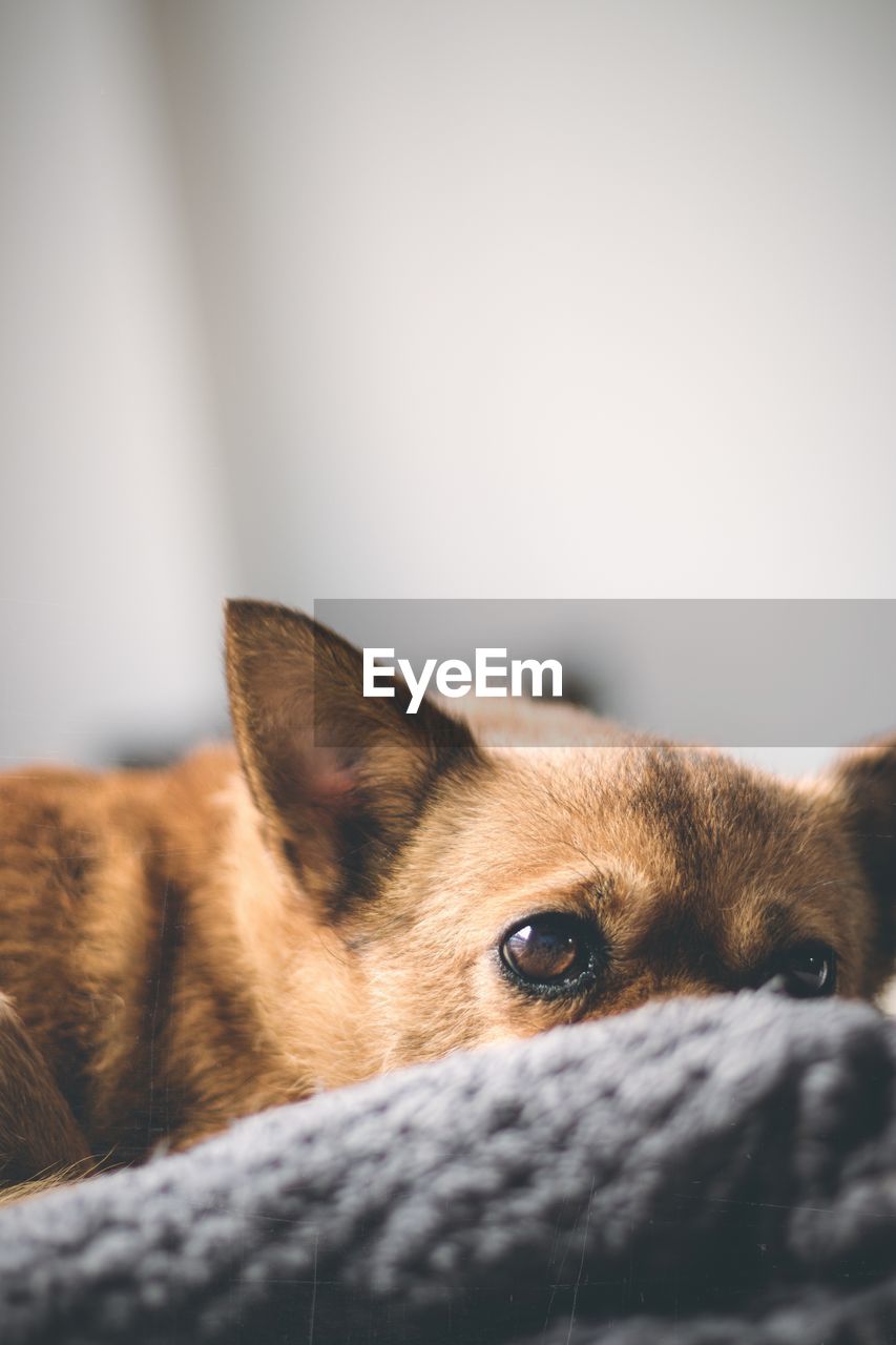 Close-up portrait of a dog