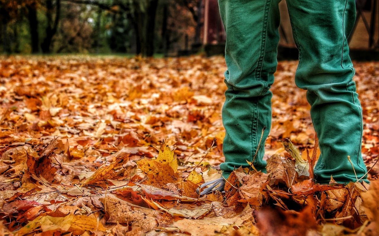 Low section of man standing on autumn leaves