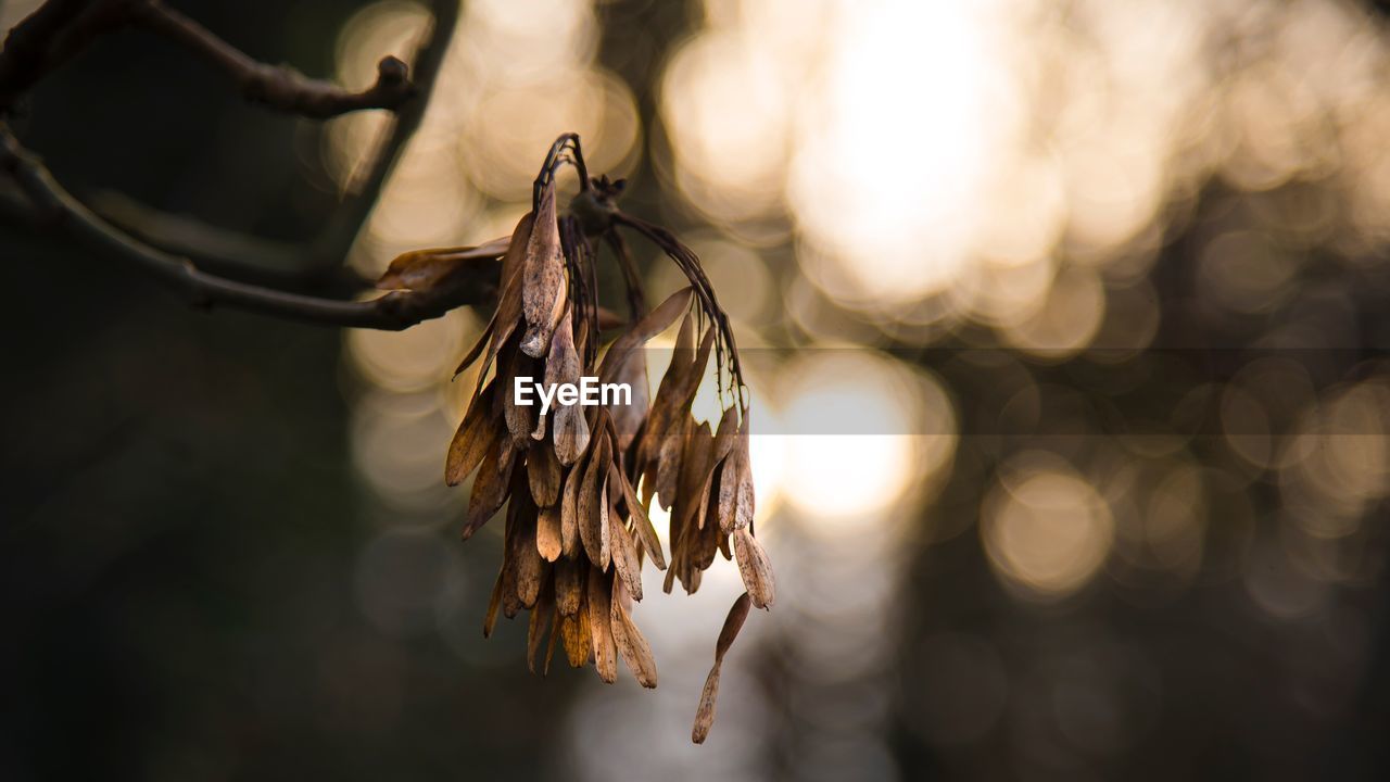 CLOSE-UP OF DRIED PLANT HANGING OUTDOORS