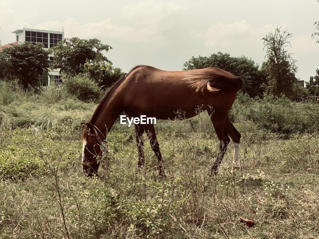 Horse in the field