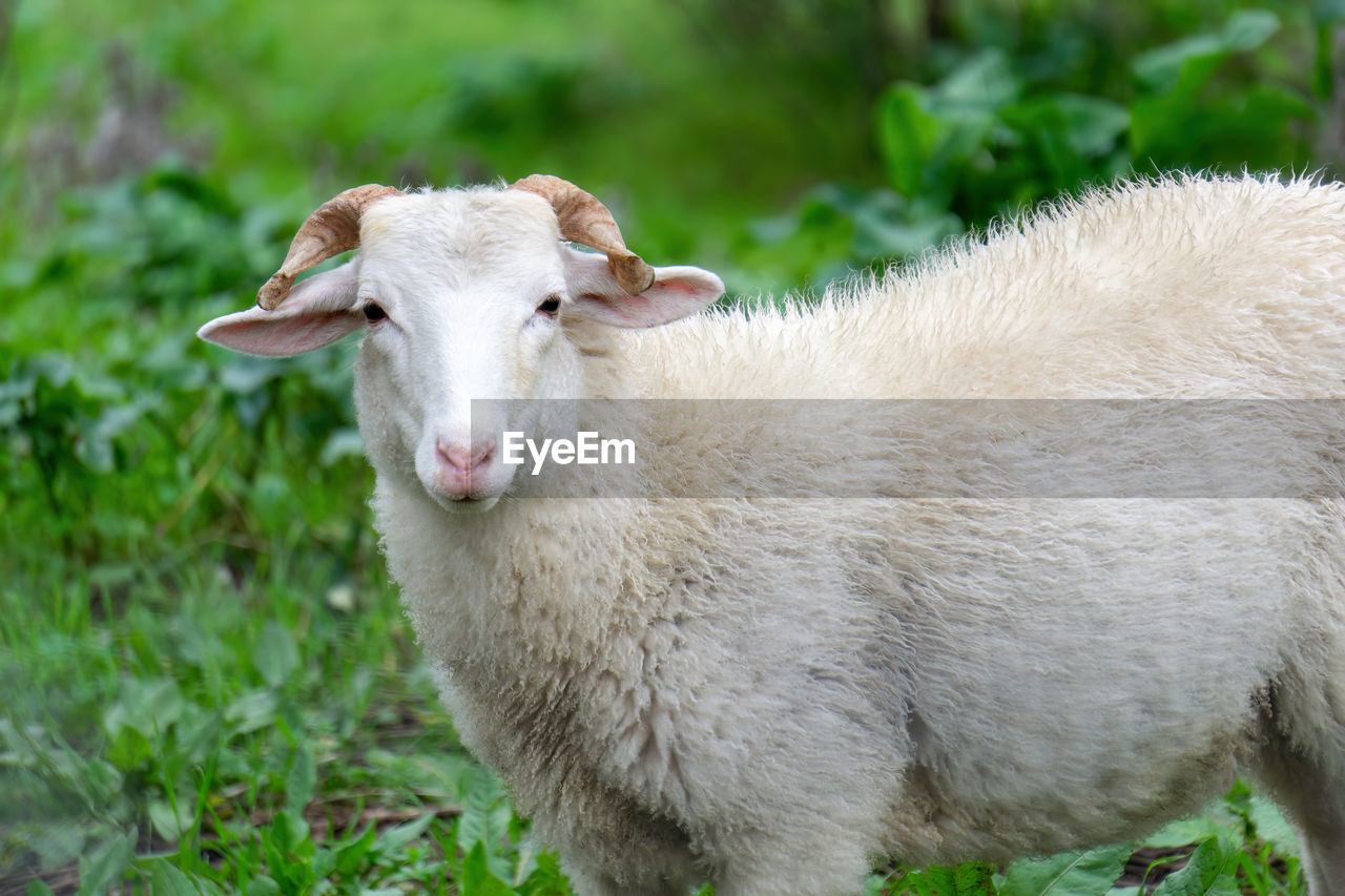 A white sheep on a blurred green background looks into the frame