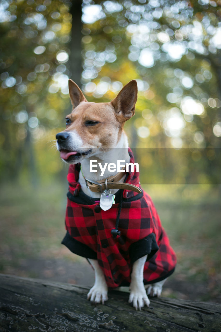 one animal, mammal, animal themes, animal, pet, canine, dog, domestic animals, tree, clothing, lap dog, forest, plant, red, cute, pet clothing, nature, collar, outdoors, pet collar, portrait, no people, woodland, purebred dog, day, fun, looking