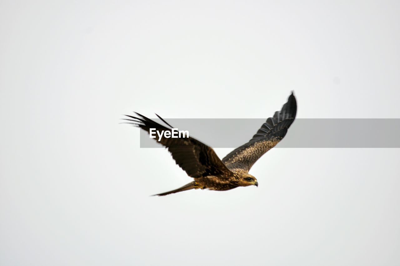 Close-up of bird flying against clear sky