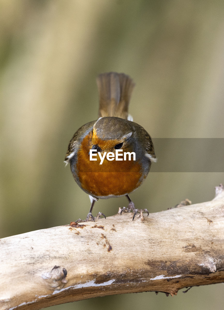 CLOSE-UP OF BIRD PERCHING ON A BRANCH