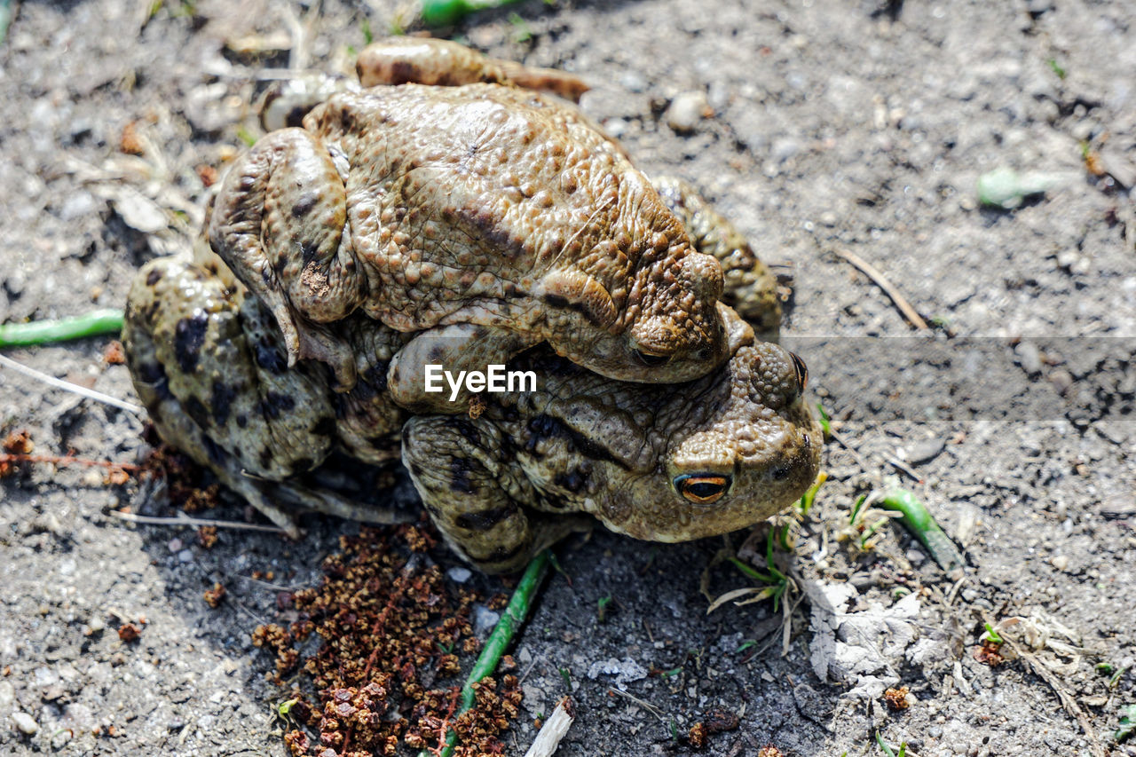High angle view of frog on field