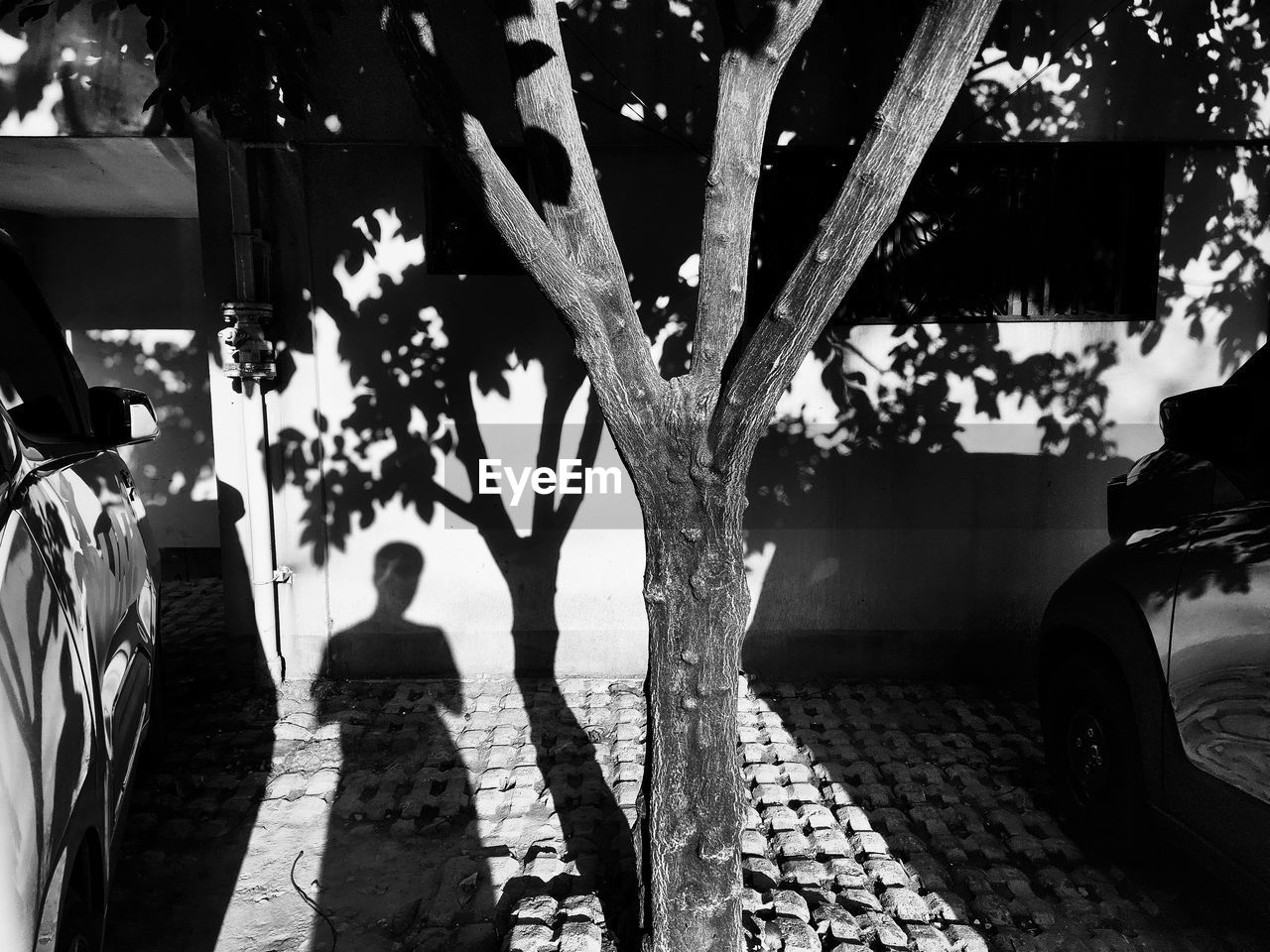 black, black and white, tree, monochrome photography, plant, monochrome, nature, white, sunlight, shadow, architecture, adult, day, outdoors, men, lifestyles, built structure, women, footpath, city, darkness, rear view, street, leisure activity, transportation