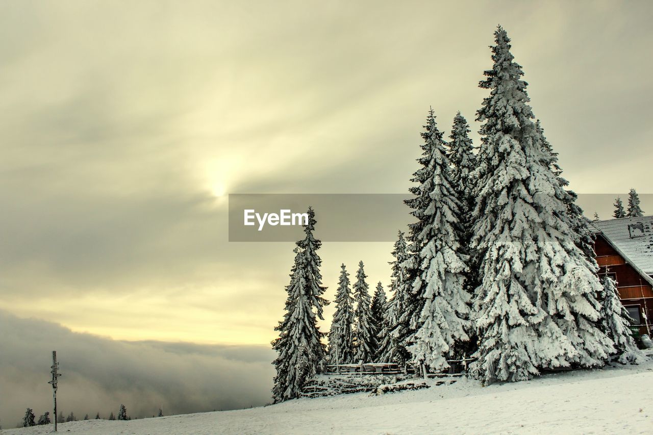 TREES ON SNOW COVERED LAND