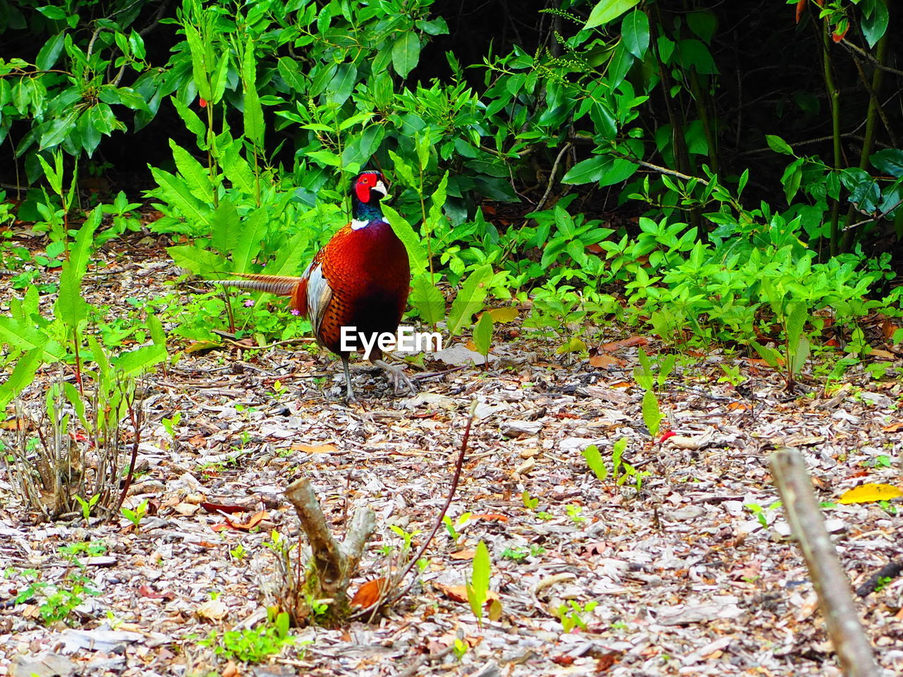 BIRD PERCHING ON ROCK