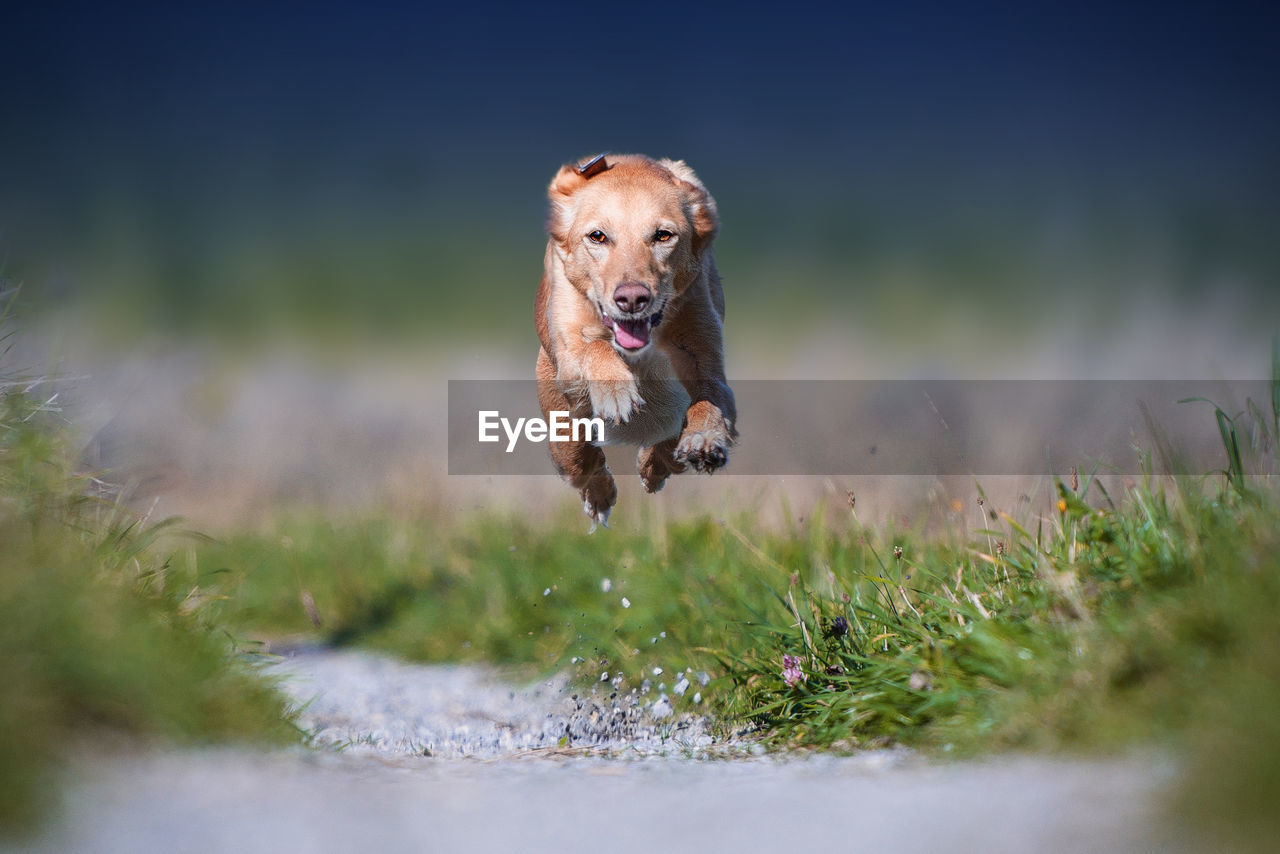 Portrait of dog running at park