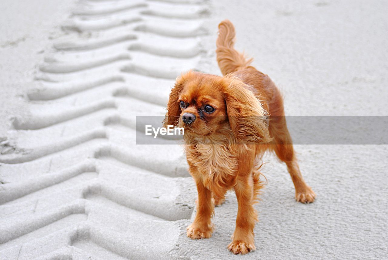 Portrait of puppy on footpath