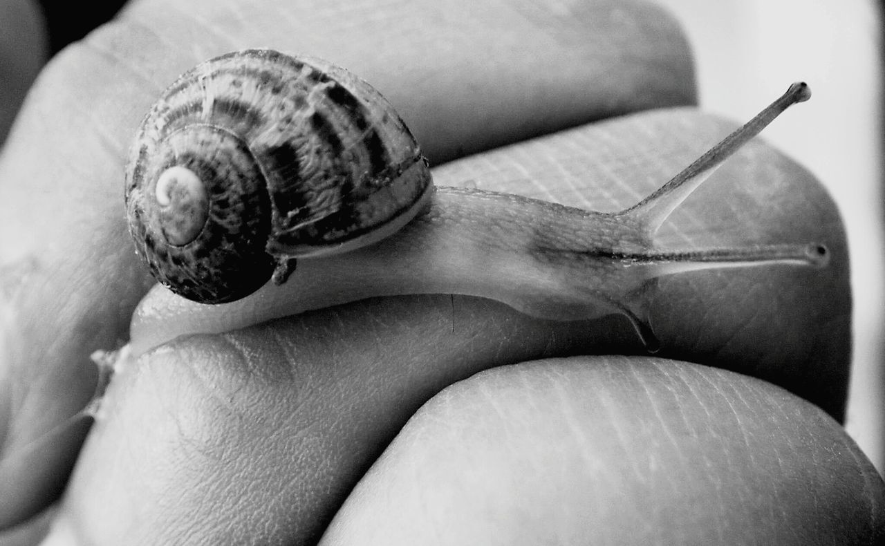 Close-up of snail on cropped hand