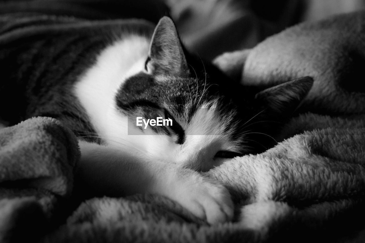 CLOSE-UP OF CAT RESTING ON BLANKET