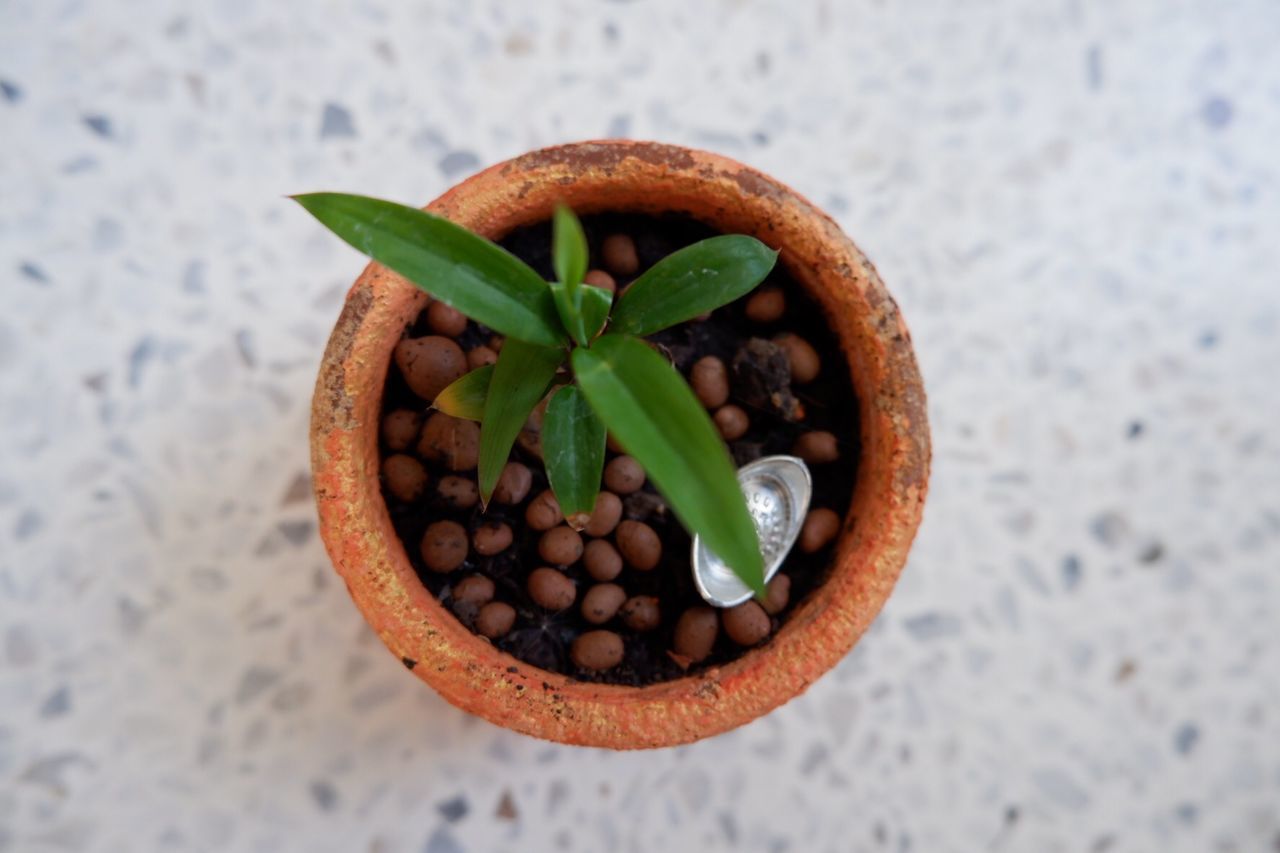 High angle view of potted plant on table