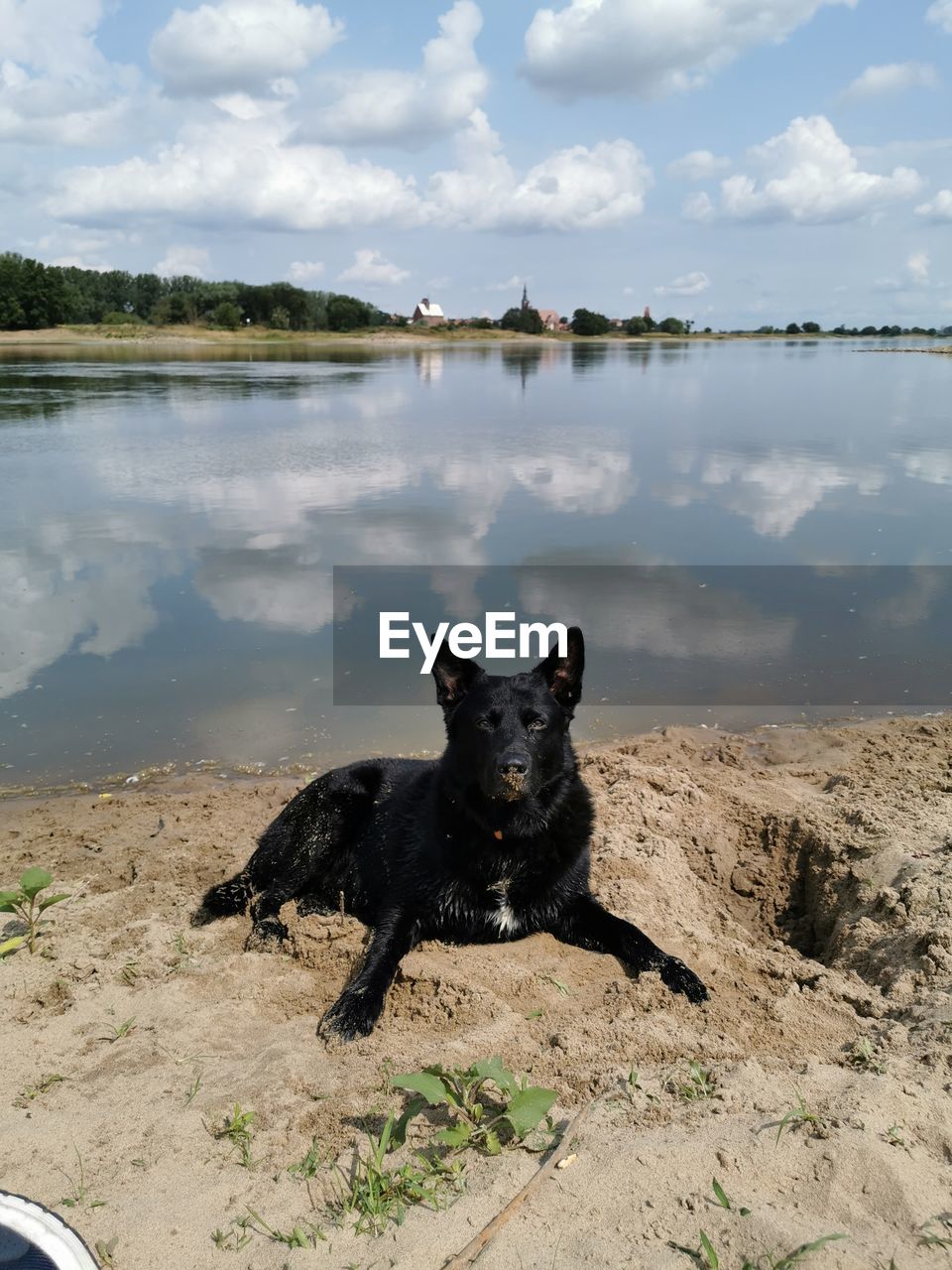 PORTRAIT OF DOG IN LAKE