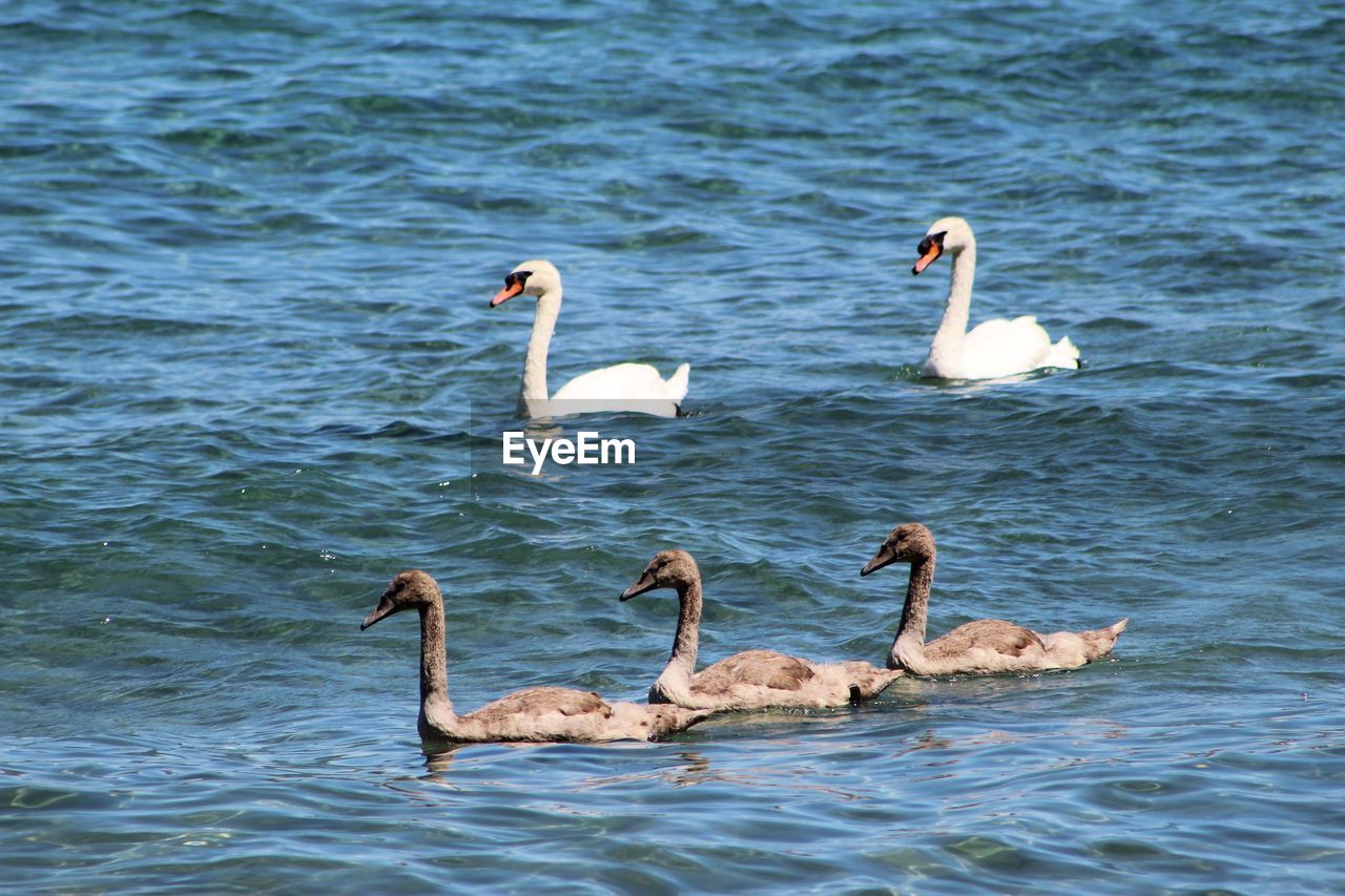 SWAN SWIMMING IN LAKE