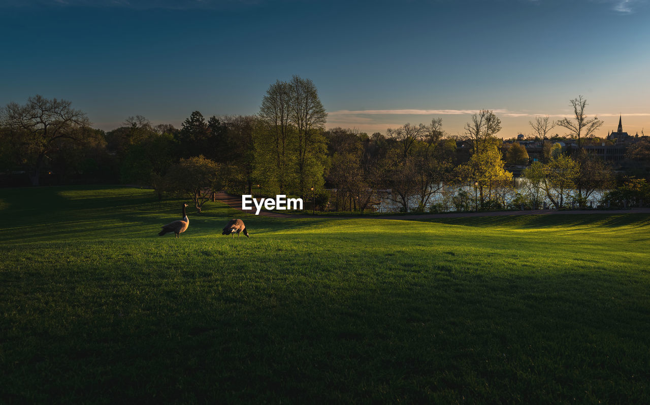 Trees and geese on field against sky