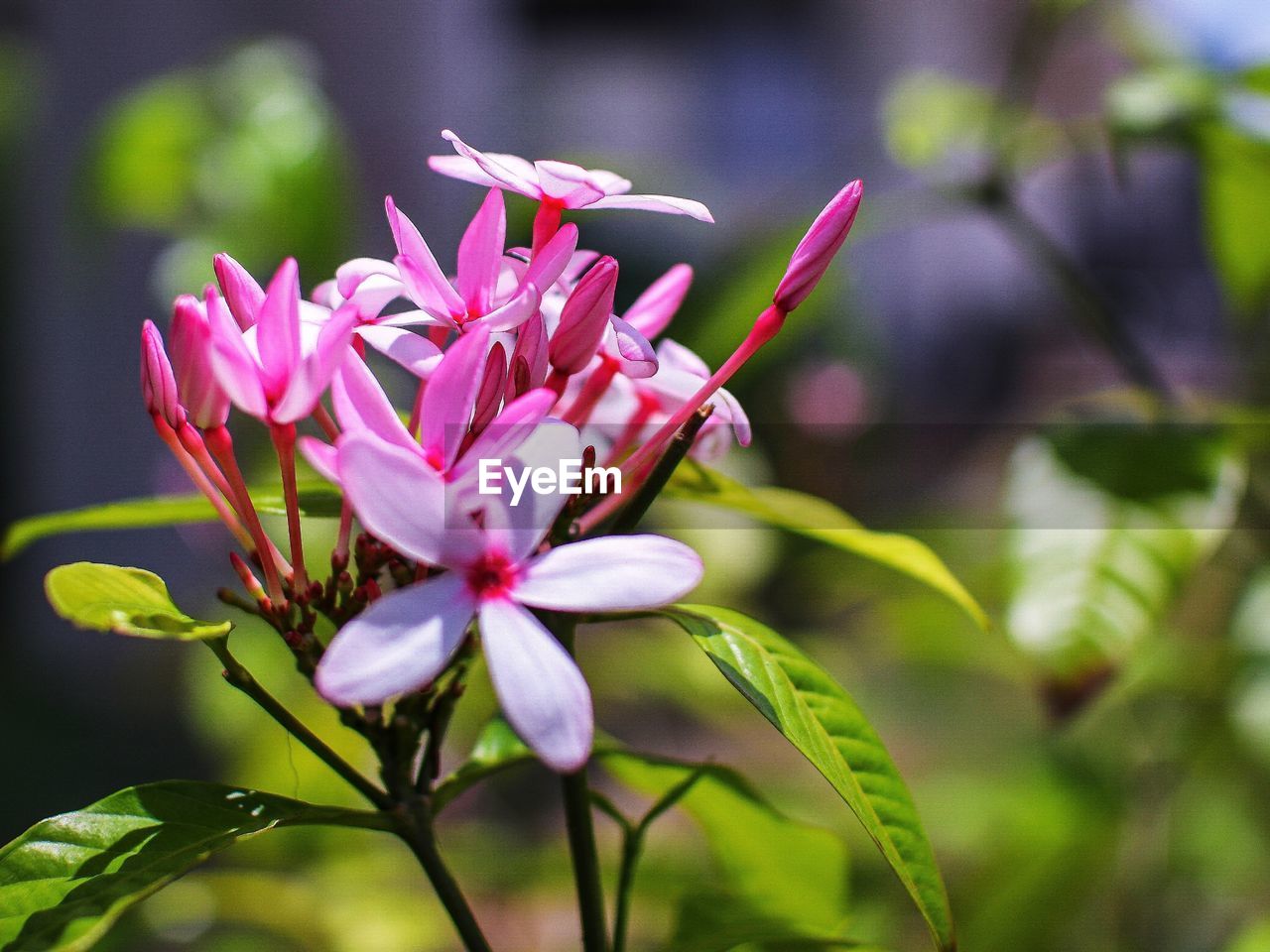 Close-up of pink flowering plant