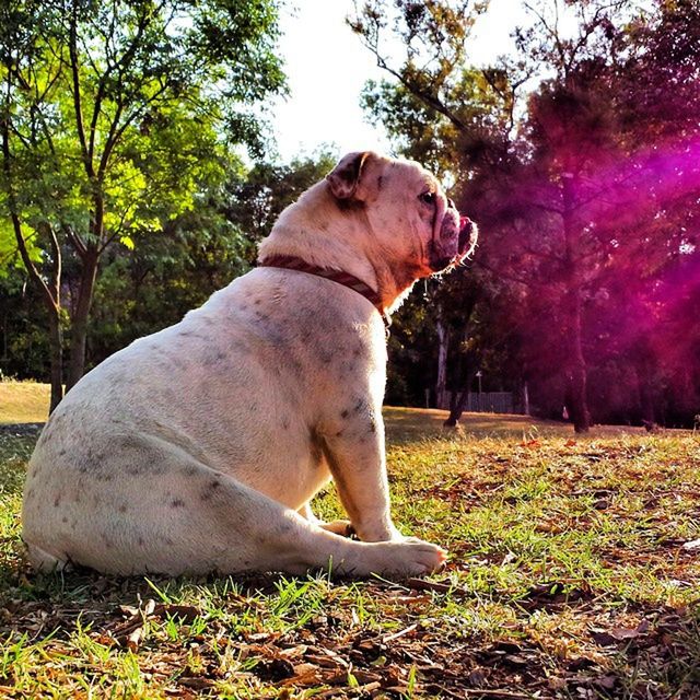 DOG STANDING ON GRASSY FIELD