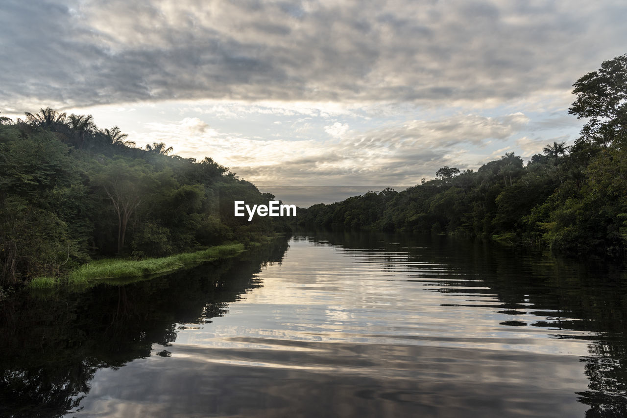 Typical amazon rainforest and river landscape near negro river