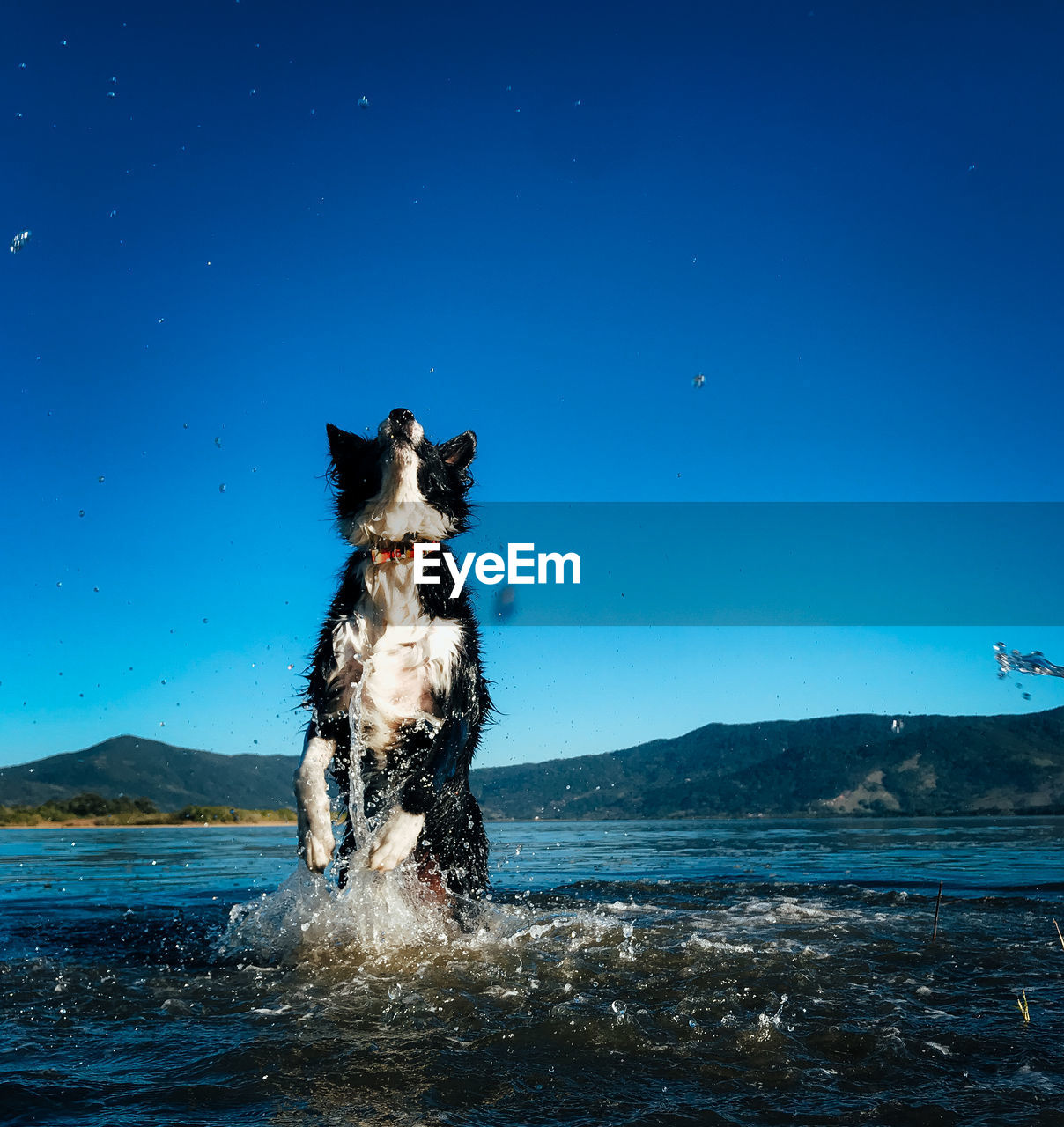 Border collie dog running in sea against blue sky