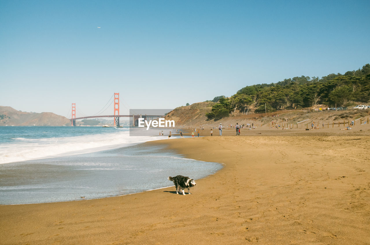 Dog shaking off water on shore with golden gate bridge against sky