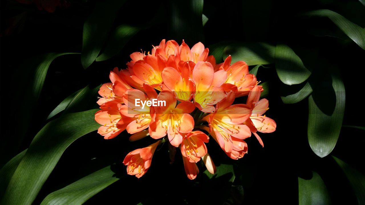 CLOSE-UP OF FLOWER BLOOMING