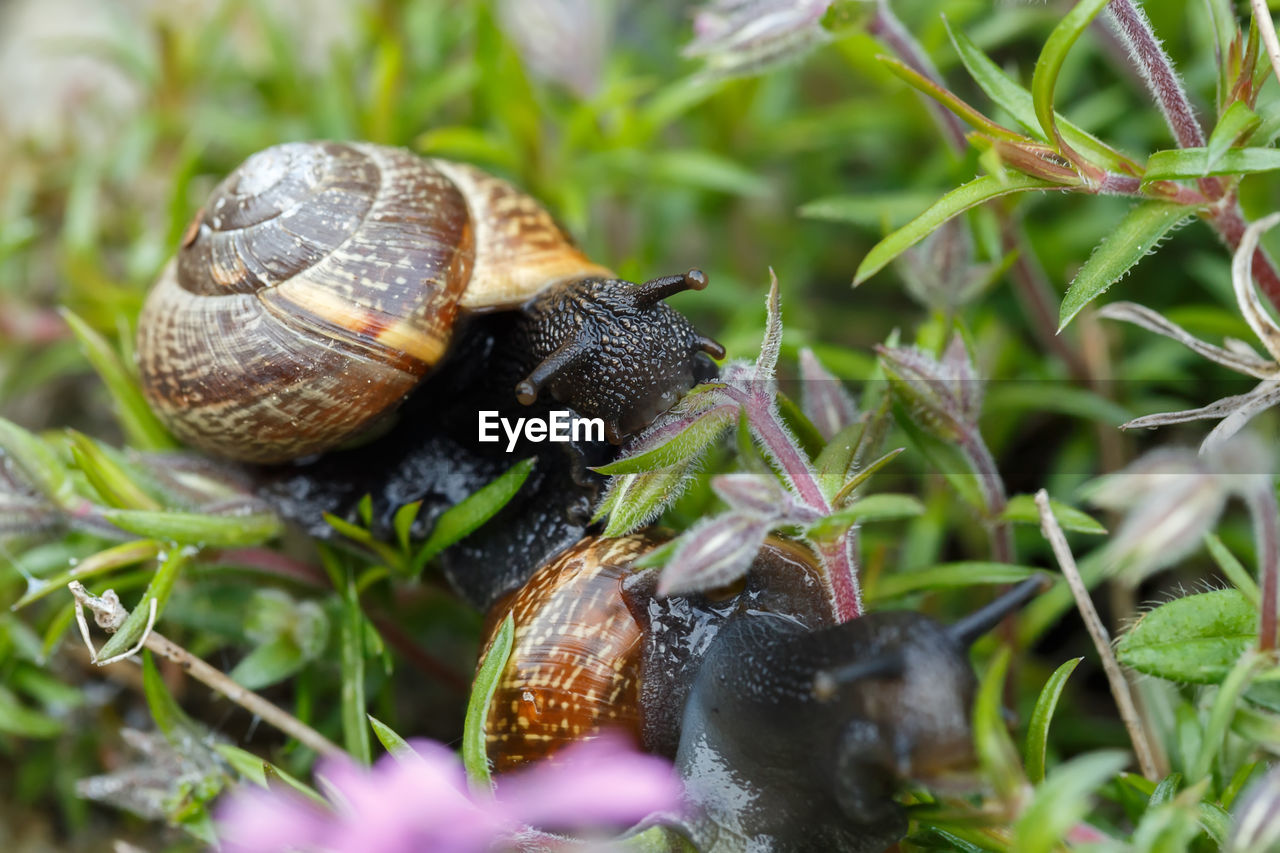 CLOSE-UP OF SNAILS ON PLANT