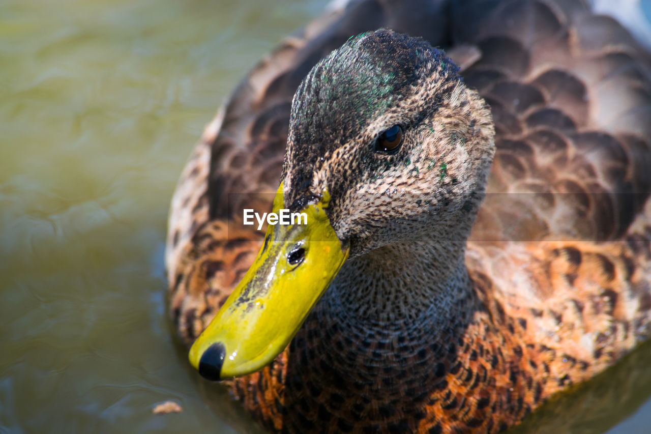 Close-up of female mallard duck swimming in lake