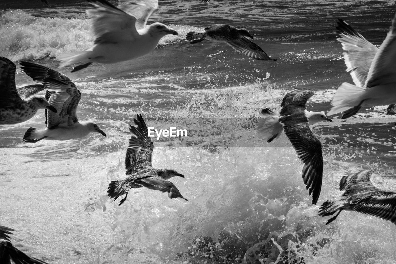 Side view of birds flying over water
