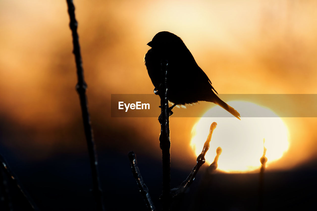 Close-up of silhouette bird against sunrise sky