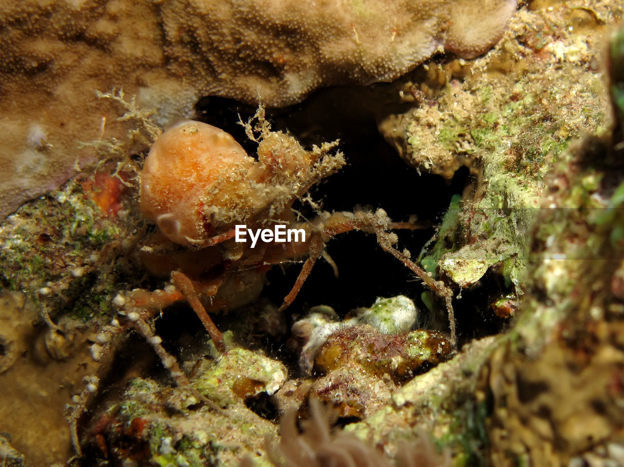 CLOSE-UP OF CRAB ON SEA SHORE