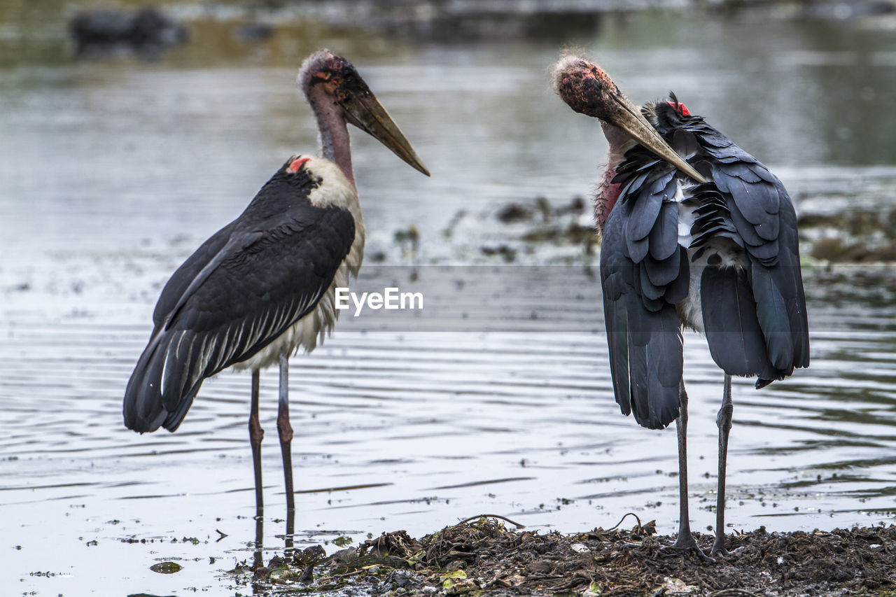 VIEW OF BIRDS ON THE LAKE