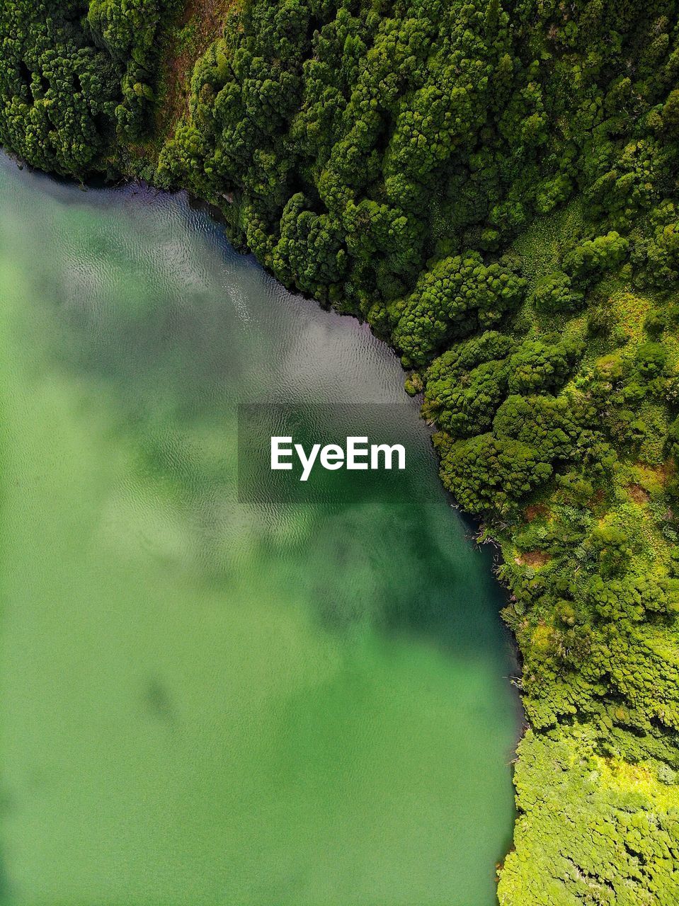 Scenic view of river amidst trees