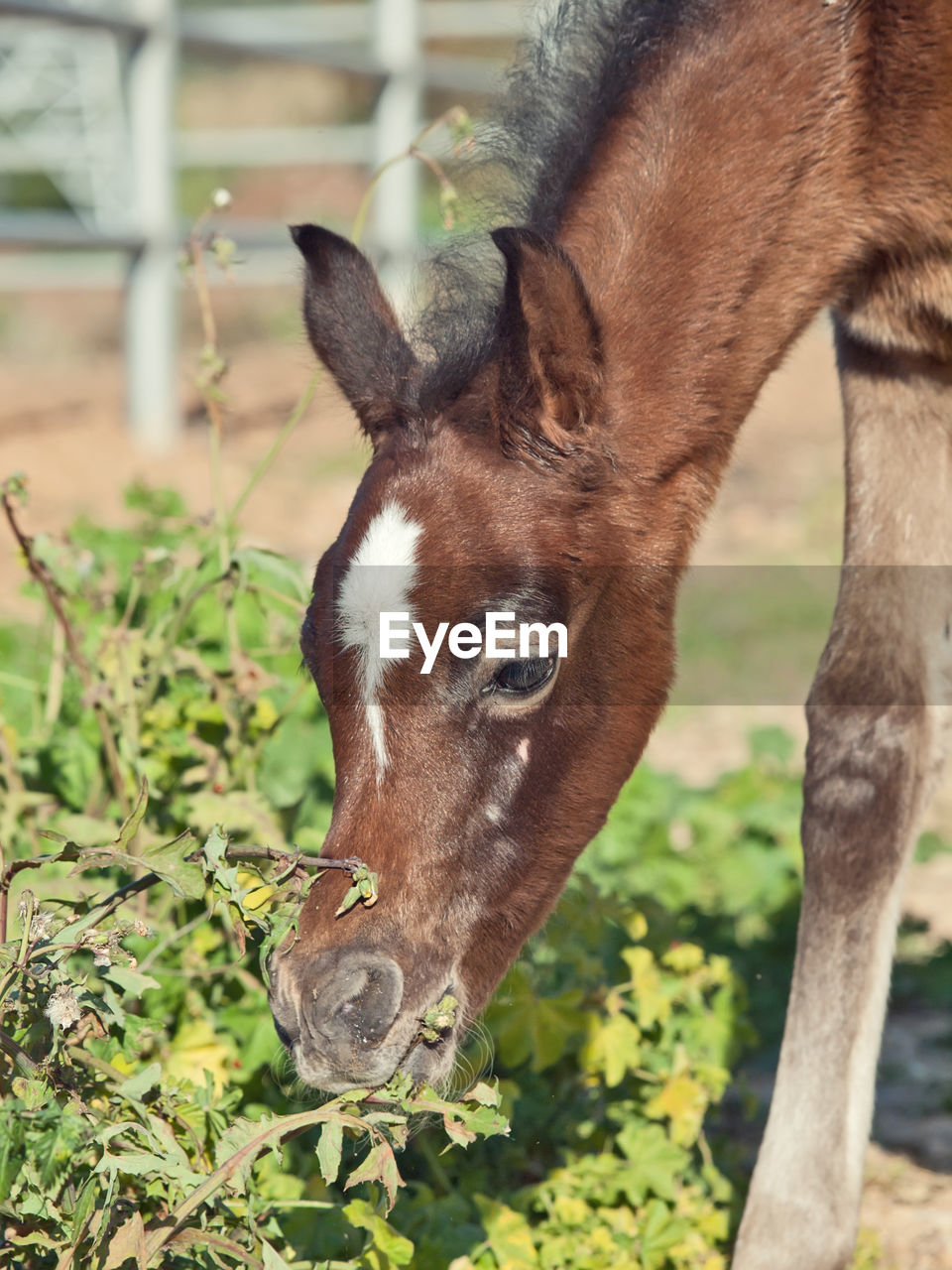 Close-up of foal grazing on plants