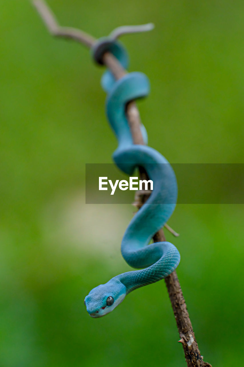 Blue viper snake on branch, blue insularis