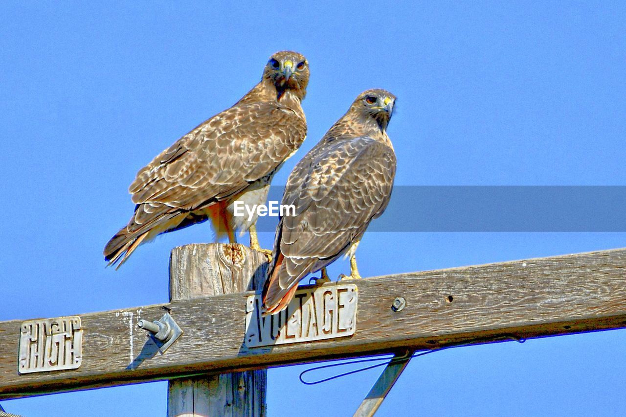 LOW ANGLE VIEW OF BIRDS AGAINST CLEAR BLUE SKY