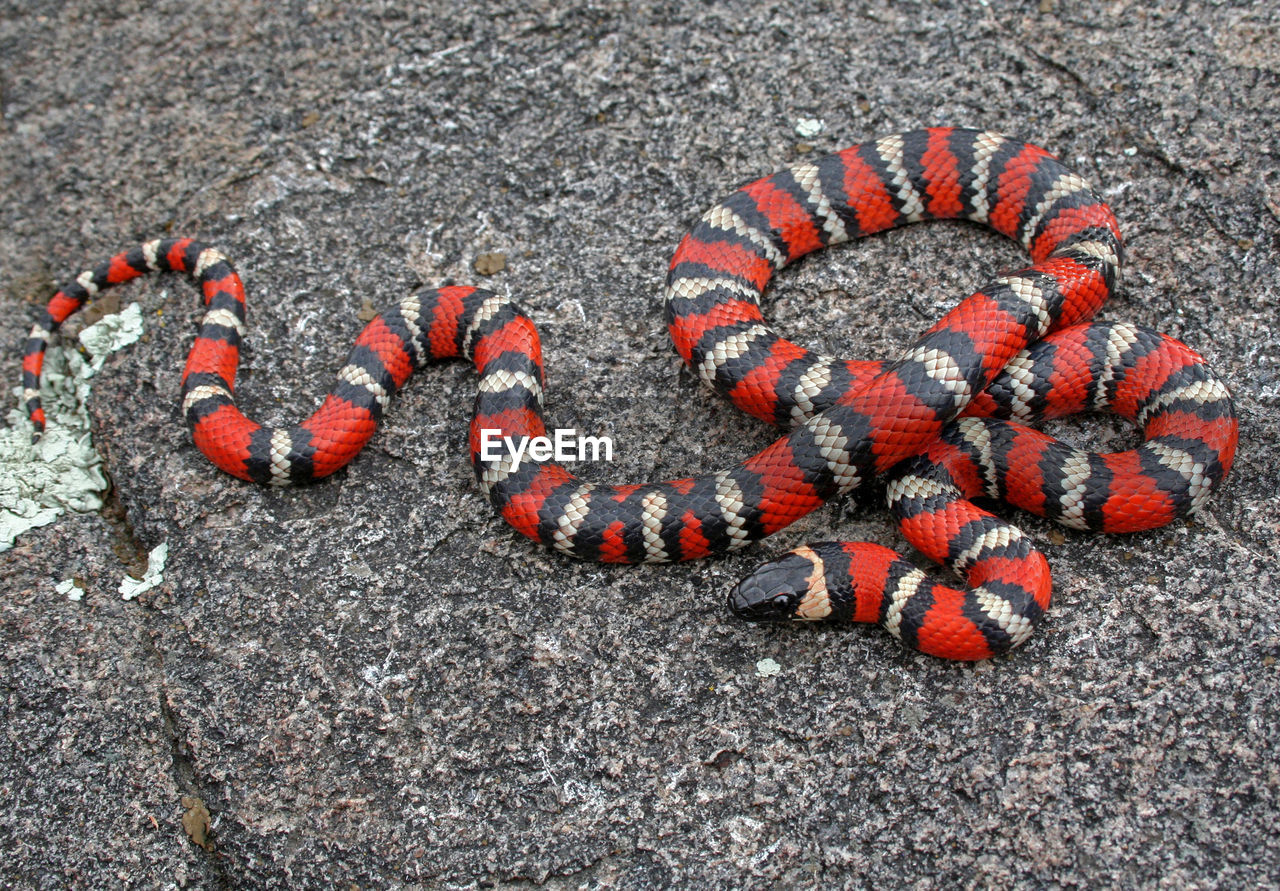 HIGH ANGLE VIEW OF A REPTILE