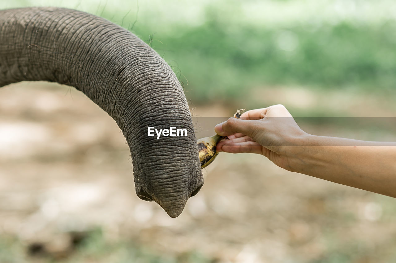 Close-up of hand holding elephant