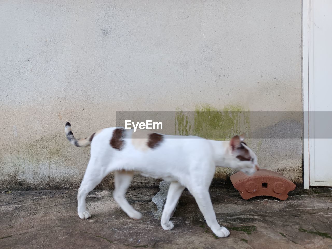 SIDE VIEW OF A CAT LOOKING AWAY