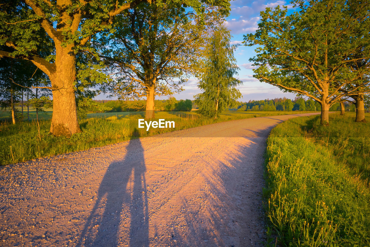 plant, tree, autumn, leaf, nature, landscape, road, morning, land, shadow, environment, sunlight, footpath, beauty in nature, rural area, transportation, sky, grass, the way forward, scenics - nature, rural scene, dirt road, field, walking, yellow, growth, woodland, outdoors, tranquility, travel, day, one person, dirt, forest, tranquil scene, green, leisure activity, non-urban scene, lifestyles, street, diminishing perspective, adult, travel destinations, flower, agriculture